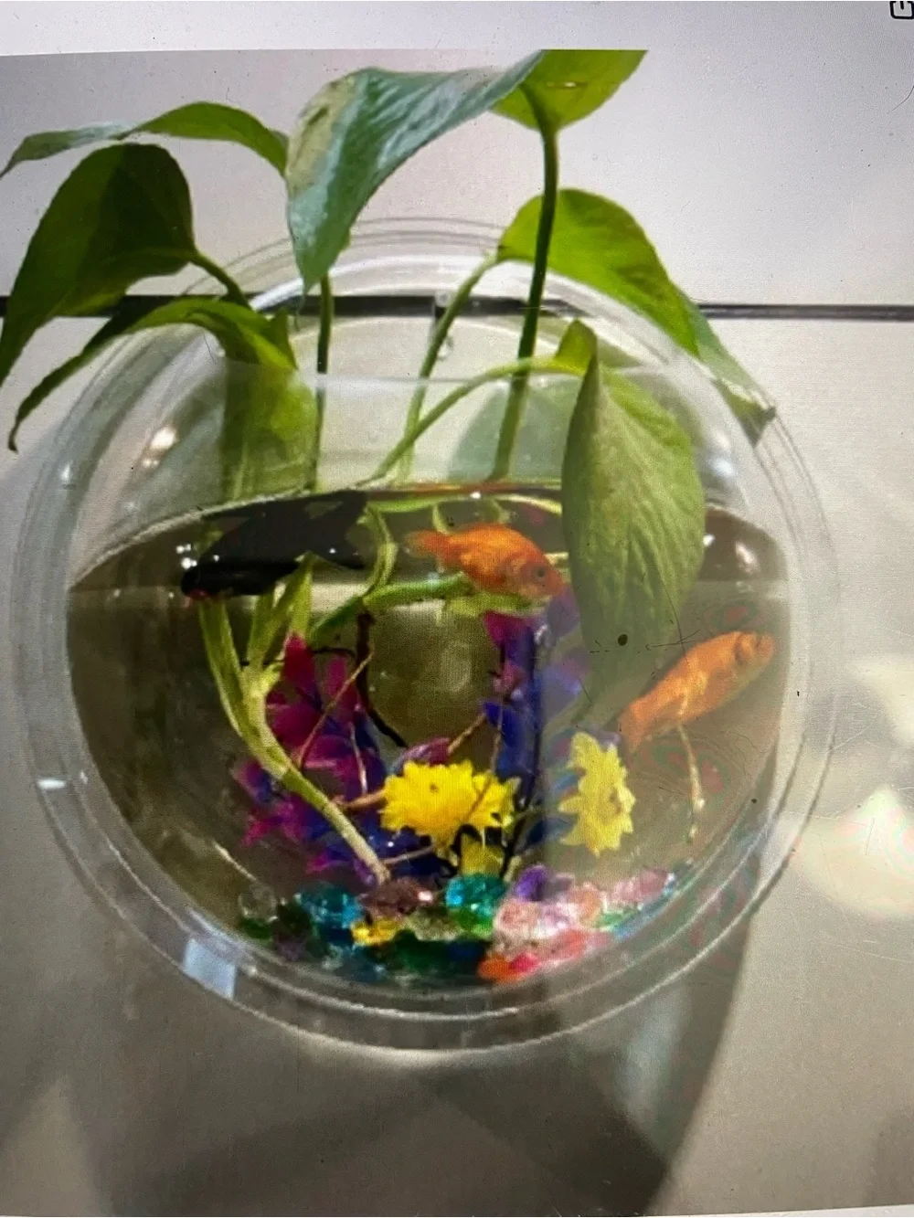 Hanging Clear Wall Fish Tank Bowl - Transparent